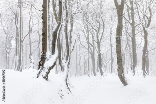 Beautiful winter forest scene with bare trees covered with white snow. Snow-covered, white forest, during of snowfall 