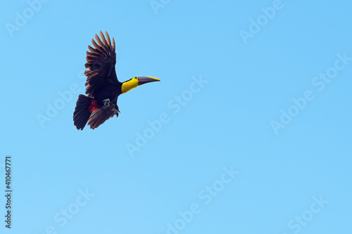 Chestnut mandibled toucan or Swainson's toucan (Ramphastos ambiguus swainsonii) in flight, Mindo, Ecuador.