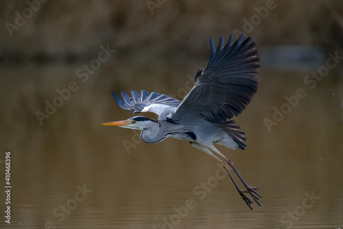 Carta da parati Graureiher beim Flug