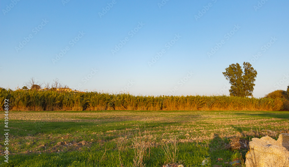 Landscape with grass and trees in the sunrise or sunset. Sunny day. Landscape with grass and trees in the sunrise or sunset. Sunny day.