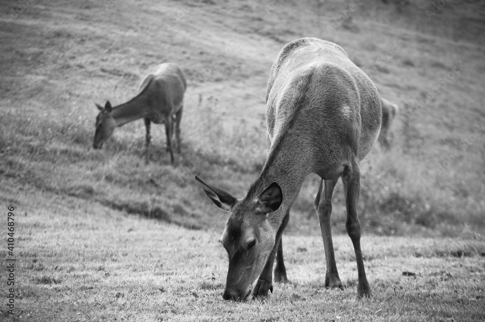 Fototapeta premium two deers in balck and white