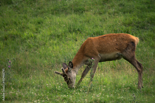 Fototapeta Naklejka Na Ścianę i Meble -  one deer on mountain in Trentino Alto Adige