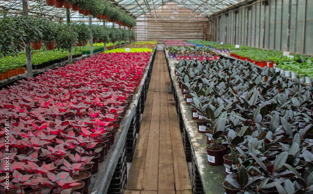 Greenhouse with rows of ficus trees and plants iresine with red leaves in flower pots for sale