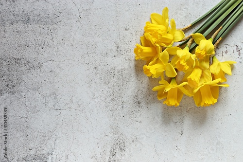 Daffodils. Overhead view, copy space