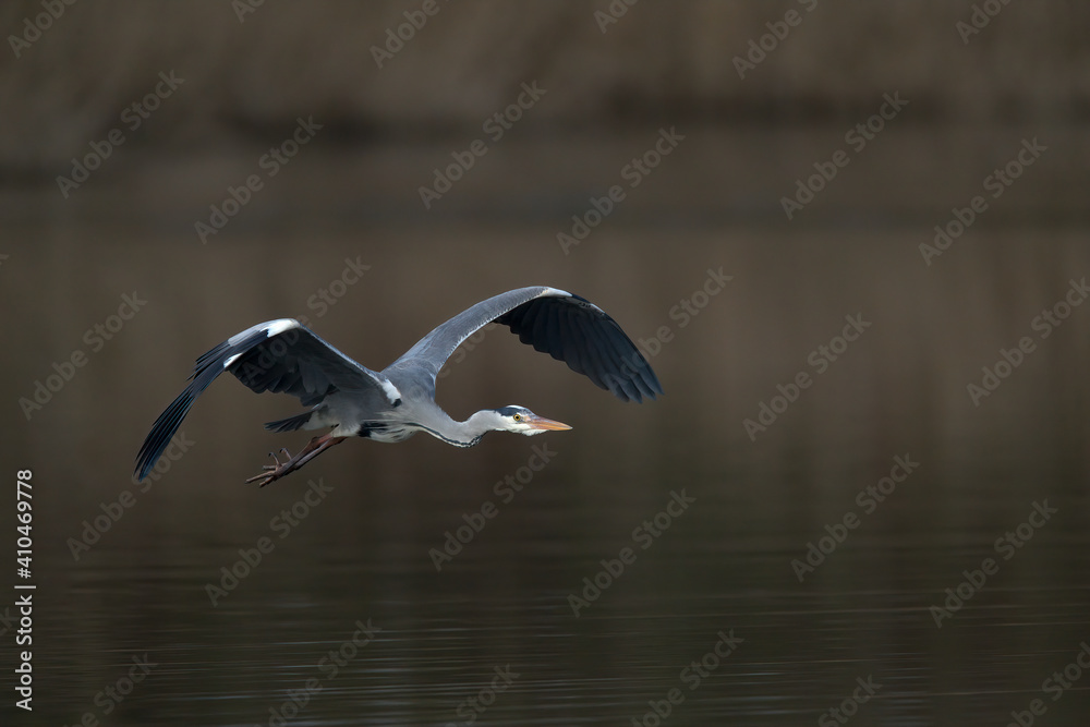 Graureiher im Flug