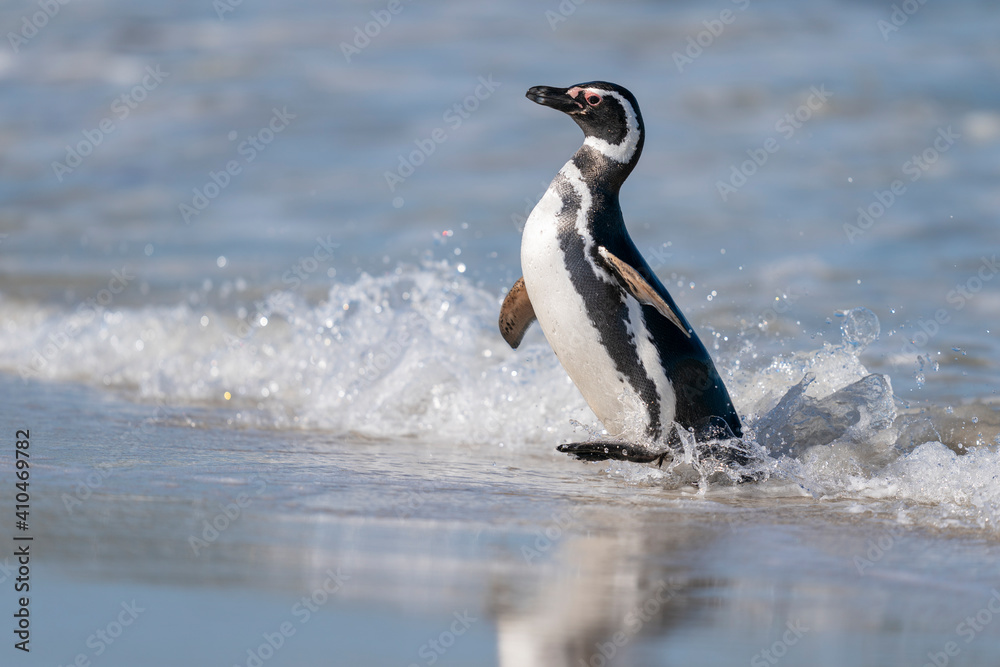 Fototapeta premium The Magellanic penguin (Spheniscus magellanicus)