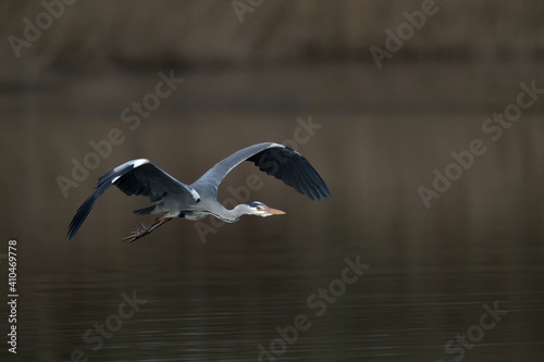 Graureiher im Flug photo