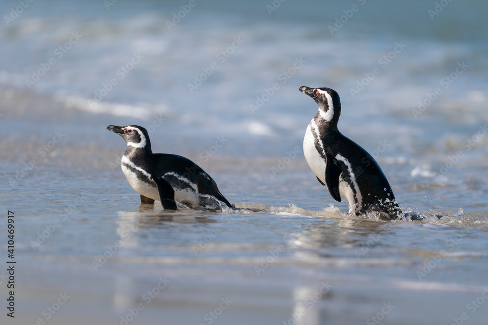 Fototapeta premium The Magellanic penguin (Spheniscus magellanicus)