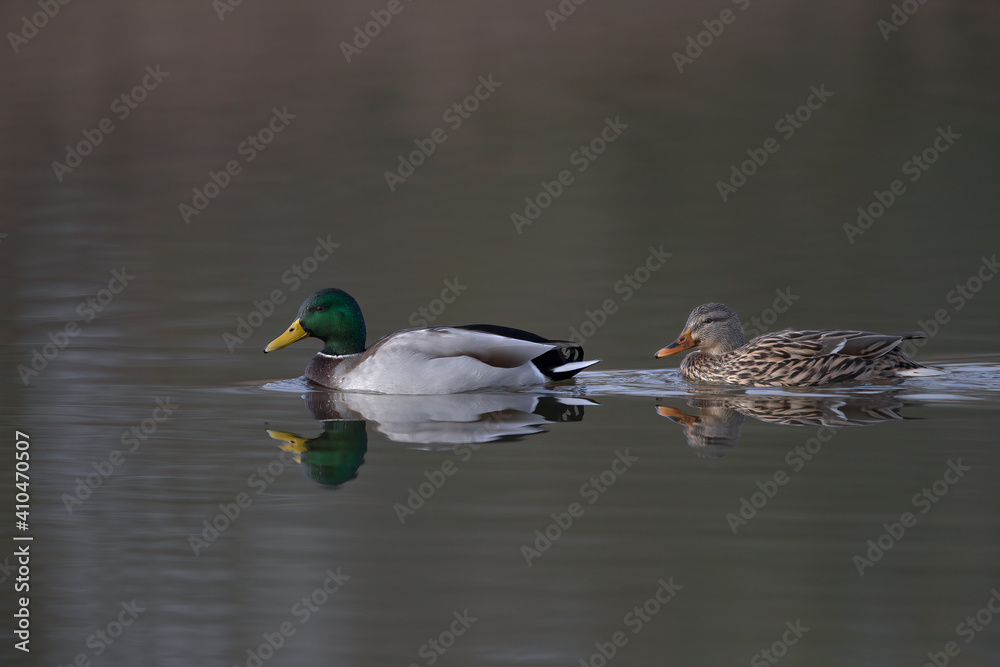 Obraz premium Stockentenpaar