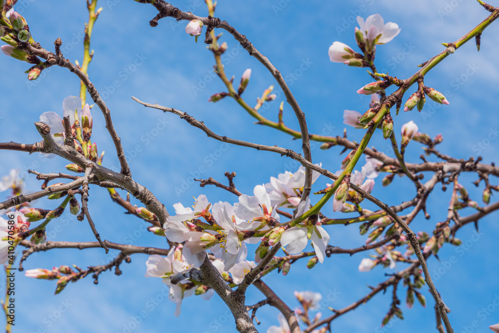 Almonds tree flowering branch in a field with blooming flowers and blue sky a typical spring day Almonds tree flowering branch in a field with blooming flowers and blue sky a typical spring day