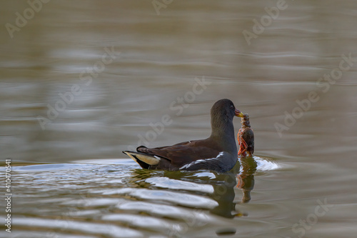 Teichhuhn mit Krebs im Schnabel