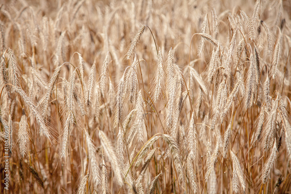 Beautiful image of ripe ears of golden wheat. Wheat field. Agriculture, agronomy, industry concept. Horizontal image. Beautiful image of ripe ears of golden wheat. Wheat field. Agriculture, agronomy, industry concept. Horizontal image.