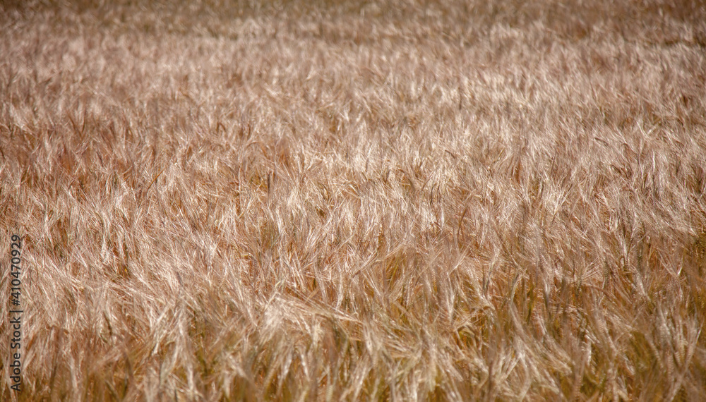 Ripe ears of golden wheat. Wheat field. Agriculture, agronomy, industry concept. Ripe ears of golden wheat. Wheat field. Agriculture, agronomy, industry concept.