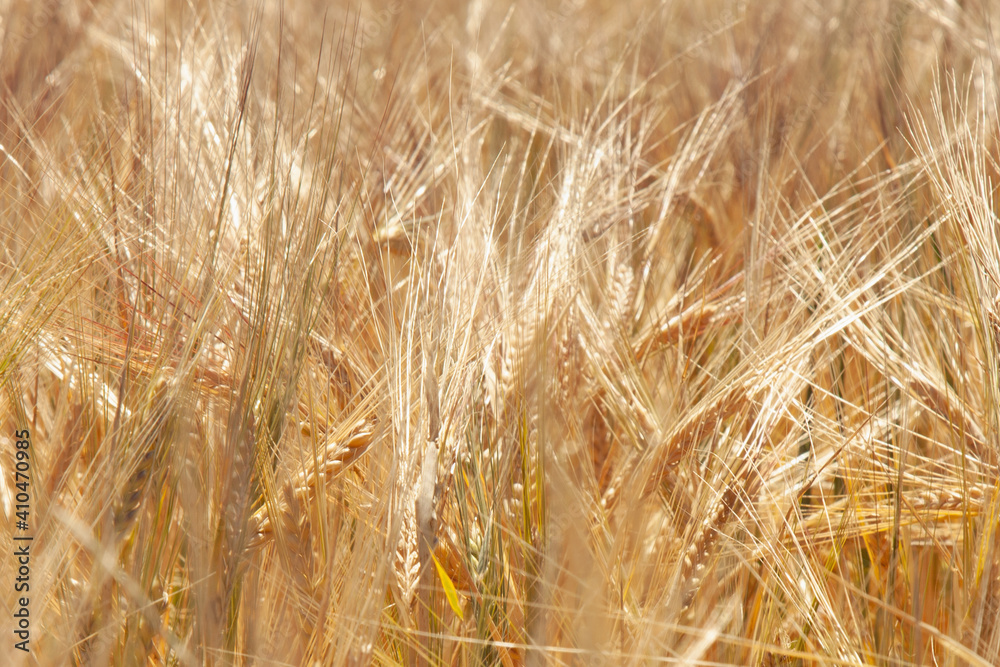 Close up barley field in summer. Agriculture, agronomy, industry concept. Close up barley field in summer. Agriculture, agronomy, industry concept.
