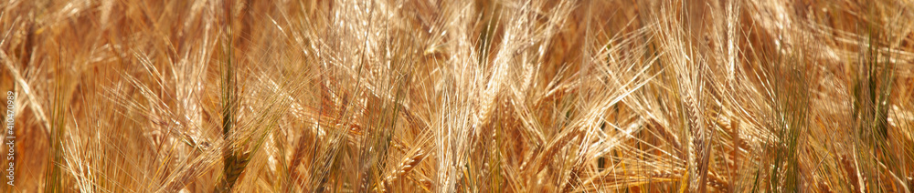 Barley field in summer. Agriculture, agronomy, industry concept. Barley field in summer. Agriculture, agronomy, industry concept.