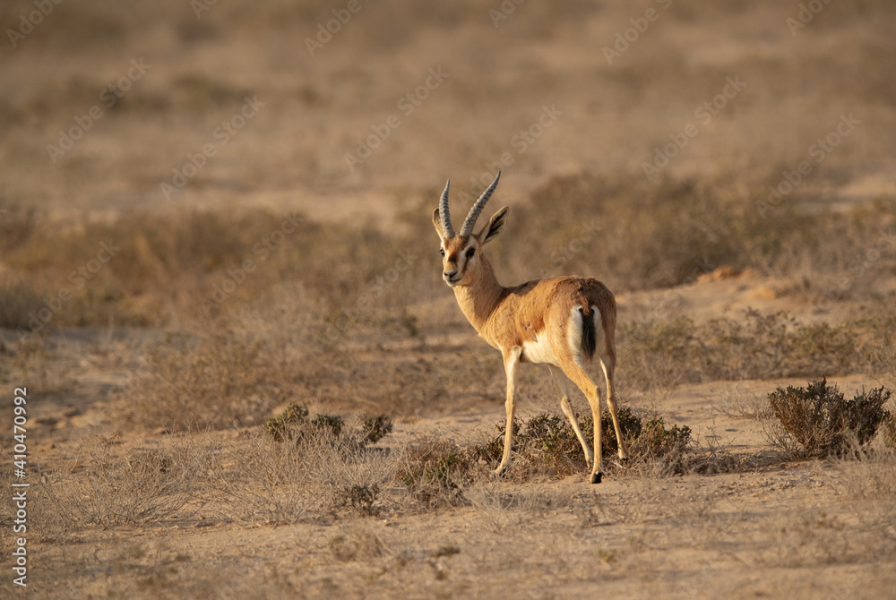 A Arabian Rheem Gazelle at Hawar island of Bahrain A Arabian Rheem Gazelle at Hawar island of Bahrain