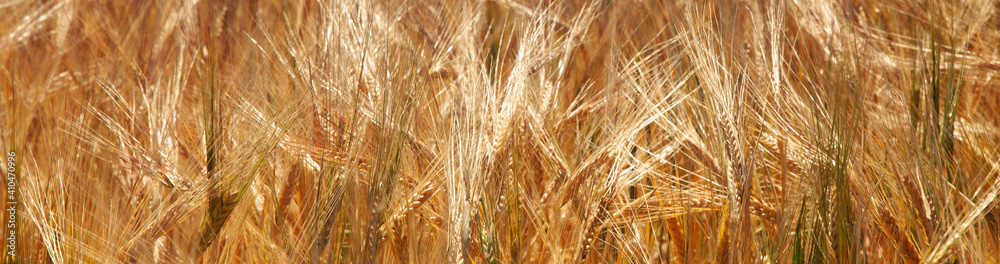 Gold wheat field. Yellow wheat ears field background. Agriculture, agronomy, industry concept. Horizontal image. Gold wheat field. Yellow wheat ears field background. Agriculture, agronomy, industry concept. Horizontal image.