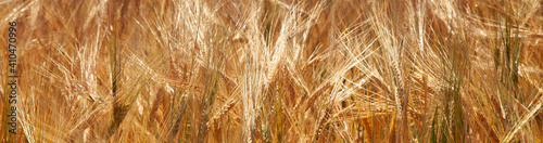 Gold wheat field. Yellow wheat ears field background. Agriculture, agronomy, industry concept. Horizontal image. © zwiebackesser
