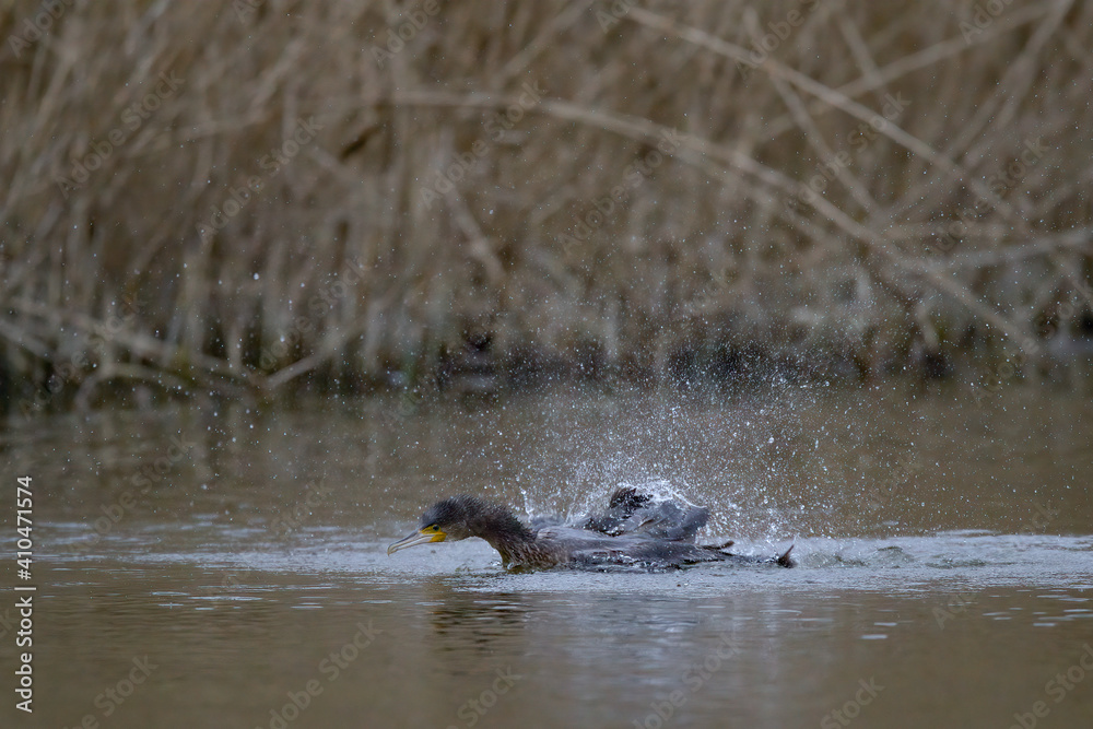 Fototapeta premium Kormoran beim baden