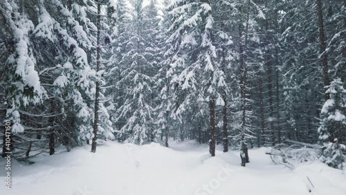 Winter scenery of the evergreen forest. Snaw falling in the woods on the mountain. High quality 4k footage photo