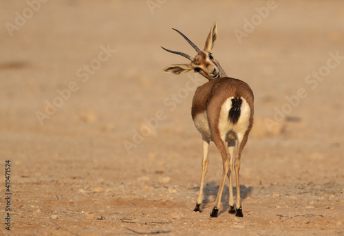 Arabian Rheem Gazelle cleaning it s coat at Hawar island, Bahrain photo