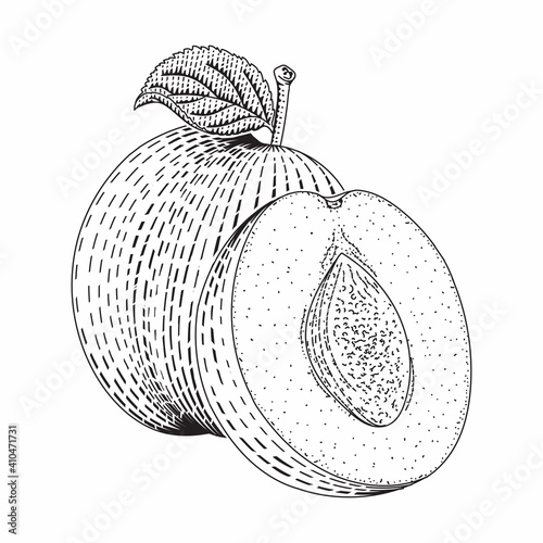 Plum vector engraved style illustration for posters, decoration and print. Hand drawn etching sketch of passion fruit in monochrome. Detailed vegetarian food linocut drawing. Scratch board imitation.