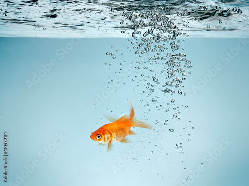 Single Goldfish in Water with Bubbles