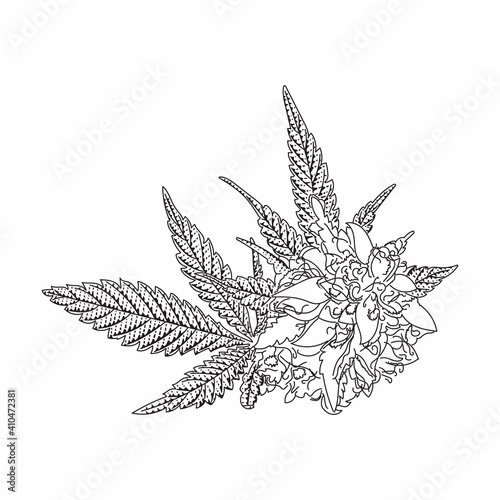 Cannabis branch with leaves vector engraved style illustration for posters, decoration and print. Detailed hand drawn hemp plant with cones. Scratch board imitation.