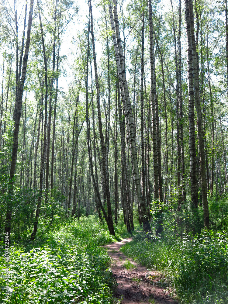 Obraz premium summer Russian birch grove under the sun