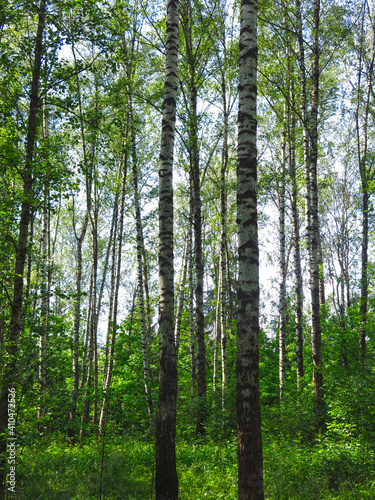 Fototapeta Naklejka Na Ścianę i Meble -  summer Russian birch grove under the sun