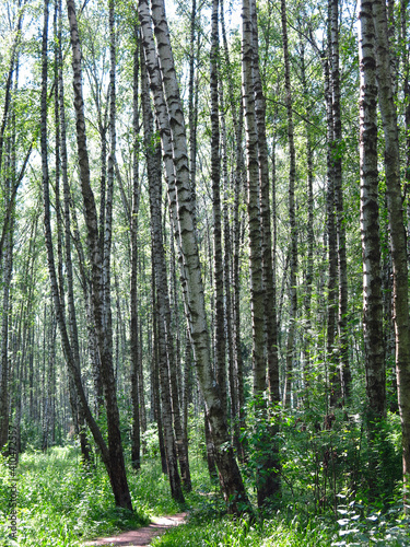 summer Russian birch grove under the sun