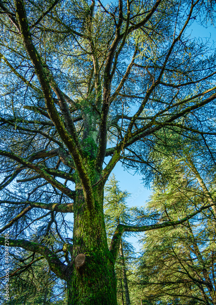 view of the sky through the canopy of trees view of the sky through the canopy of trees