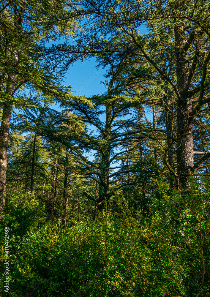 view of the sky through the canopy of trees view of the sky through the canopy of trees