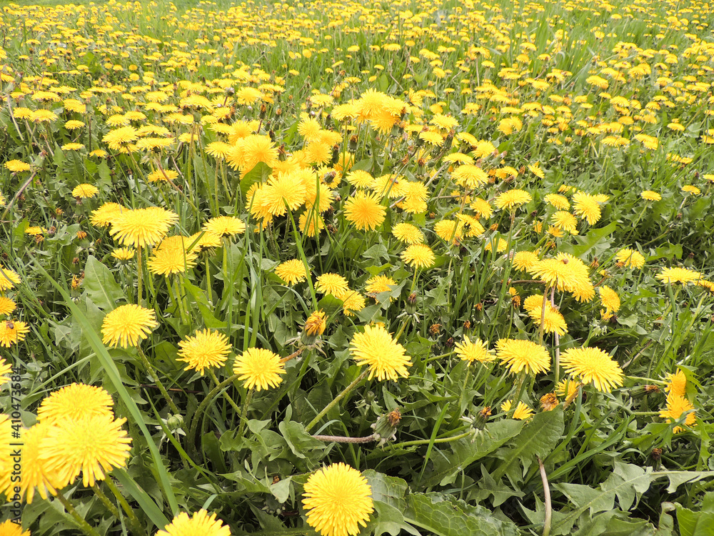 Obraz premium Big meadow of blooming dandelions