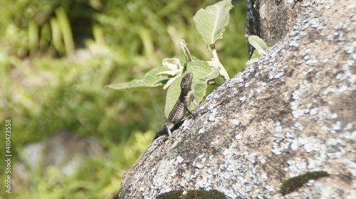 lagartixa ou lagarto photo