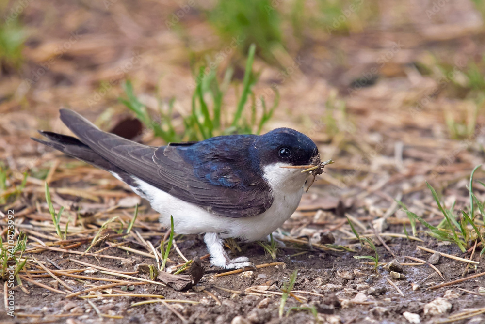 Obraz premium common house martin
