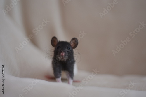 Rat