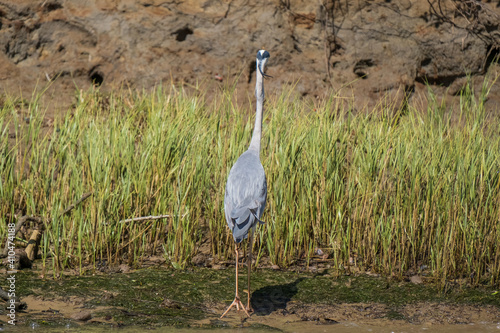 Grey Heron in the reeds along the river photo