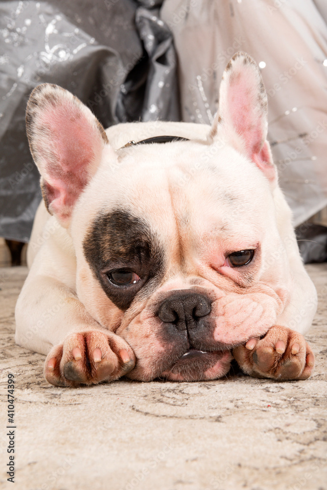 1 french bulldog white with black spots lying on the floor