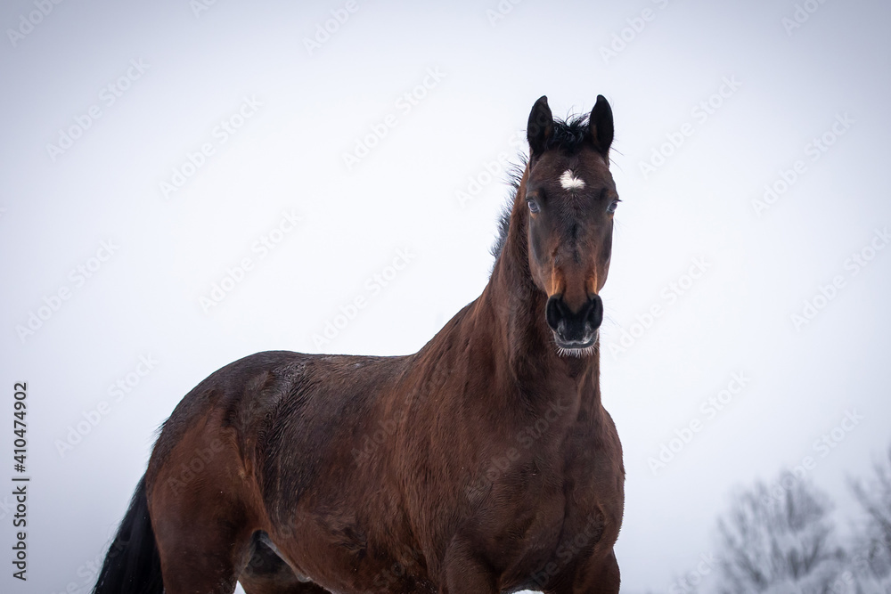 Braunes Pferd hat Spaß im Schnee