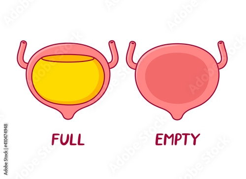 Full and empty human bladder organ. Vector flat line cartoon illustration icon. Isolated on white background
