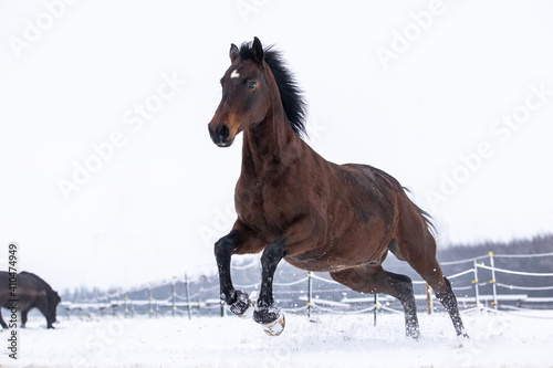 Braunes Pferd hat Spa   im Schnee