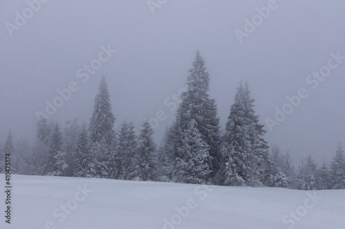 Frosted and now-covered trees in the fog. Misty weather during a snowstorm in Beskid mountains