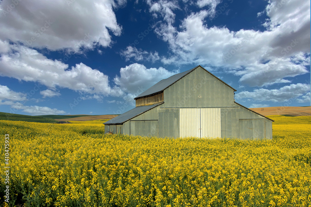 Mustard Crop Bloom in the Palouse Washington Farm Area