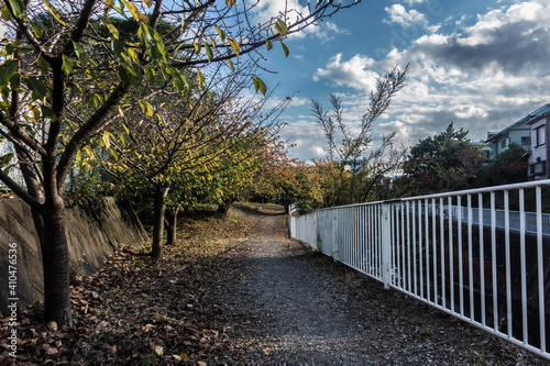 秋の散歩道