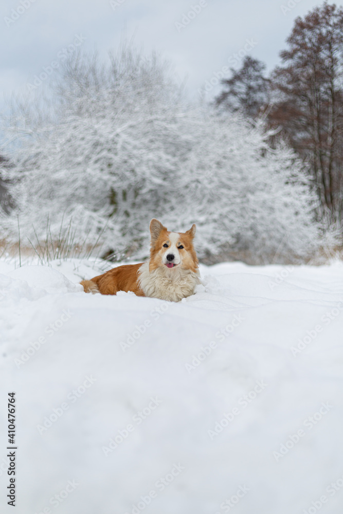 Obraz premium Welsh Corgi Pembroke dog in winter scenery