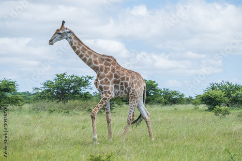 Photography African giraffes in the safari