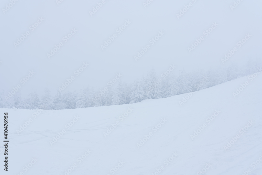 Fototapeta premium A day on the ski slope. A wall of spruce forest, all shrouded in fog.