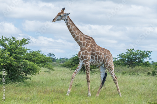 Photography African giraffes in the safari