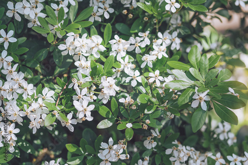 White flowers of Choisya ternata or Mexican orange blossom. Spring flowering background